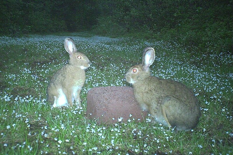 SnowshoeHare_052711_0514hrs.jpg - Snowshoe Hare (Lepus americanus)